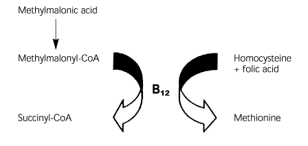 AAFP demonstrating B12 metabolism